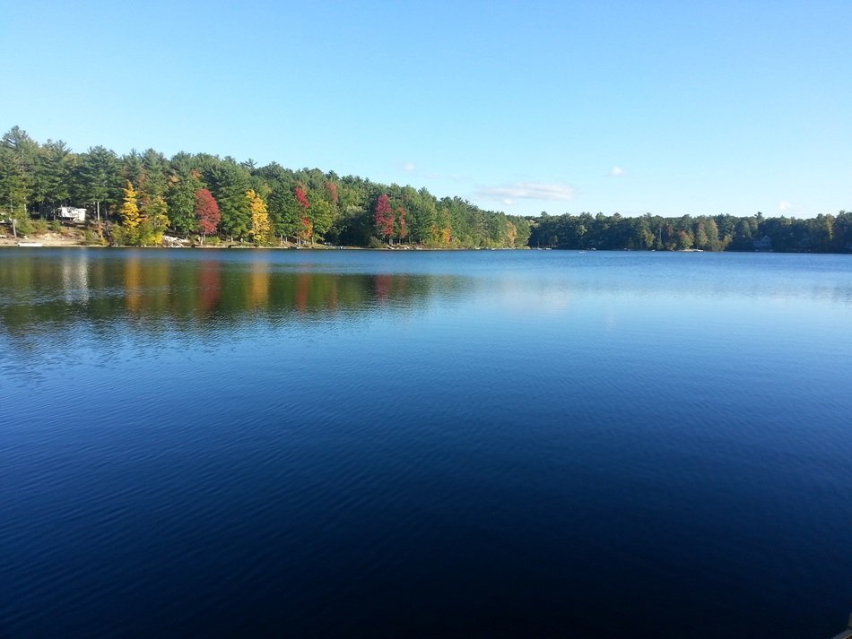 trees near a lake in michigan