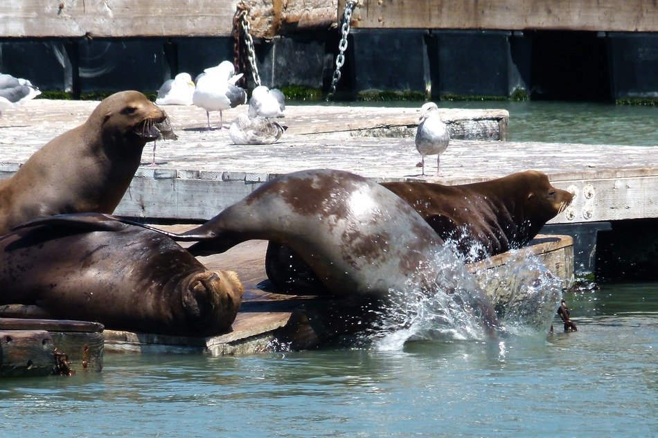 beautiful and delightful seal