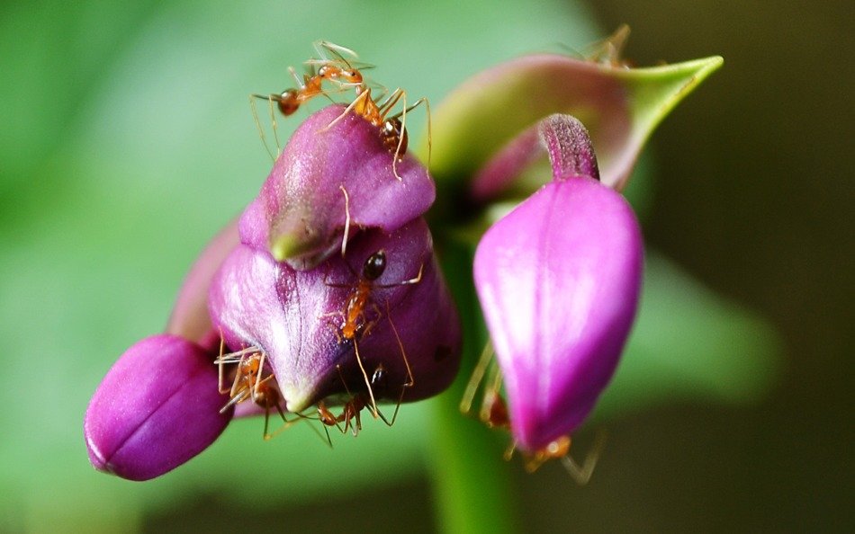 ants on flowers in sri lanka on a blurred background