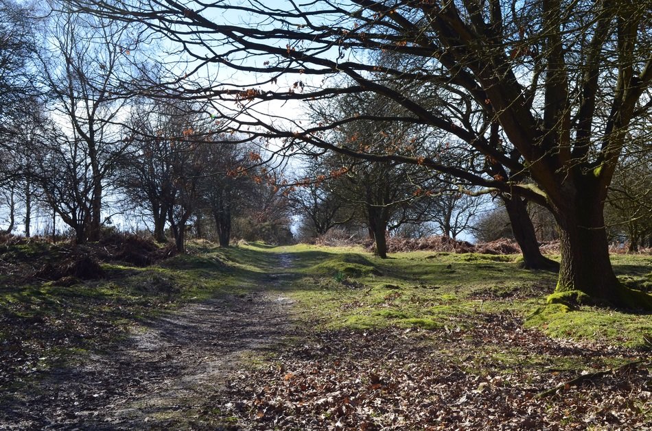 Forest in Cannock