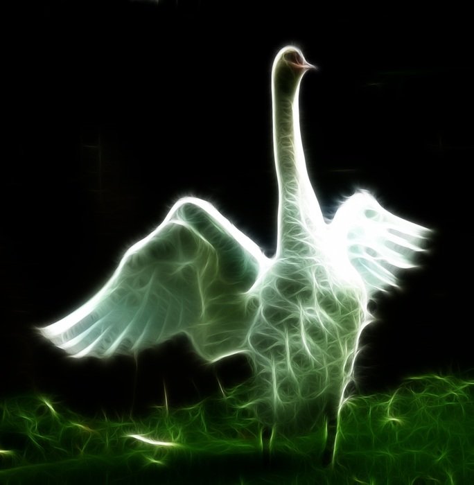 image swan with photoshop