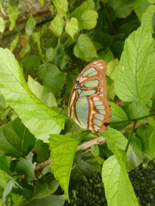 Butterfly among green leaves