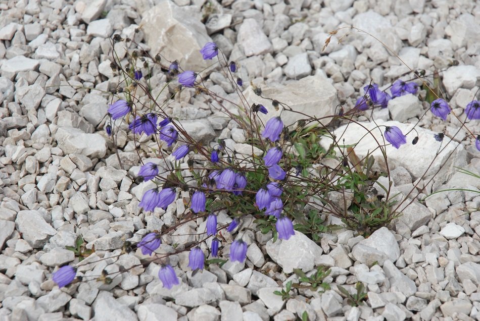 purple flower in white stones scene
