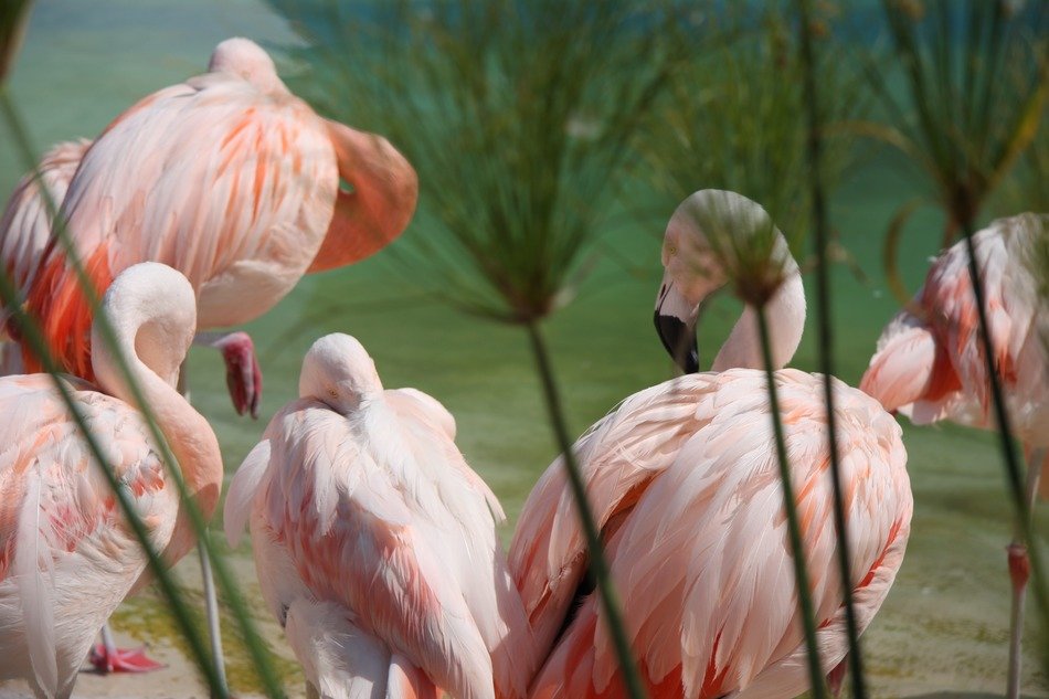 pink flamingos among green plants