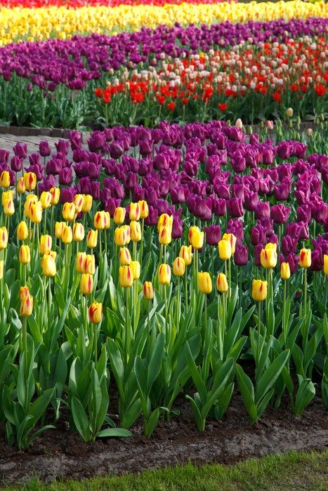 glades of different colorful tulips
