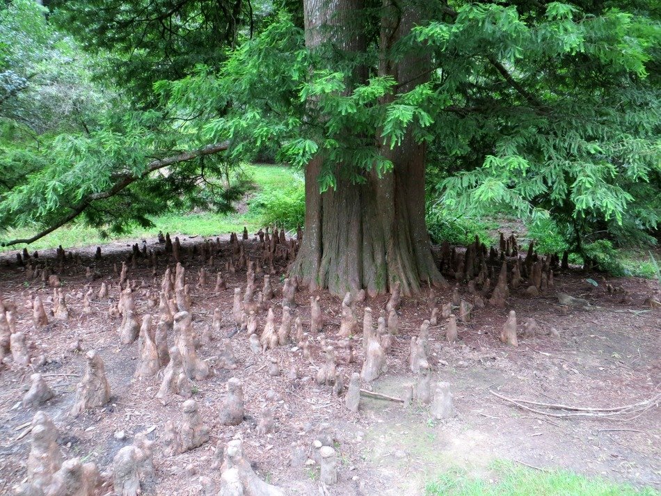pine tree root