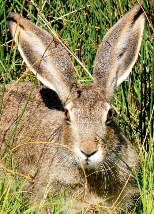white-tailed rabbit lying in the green grass