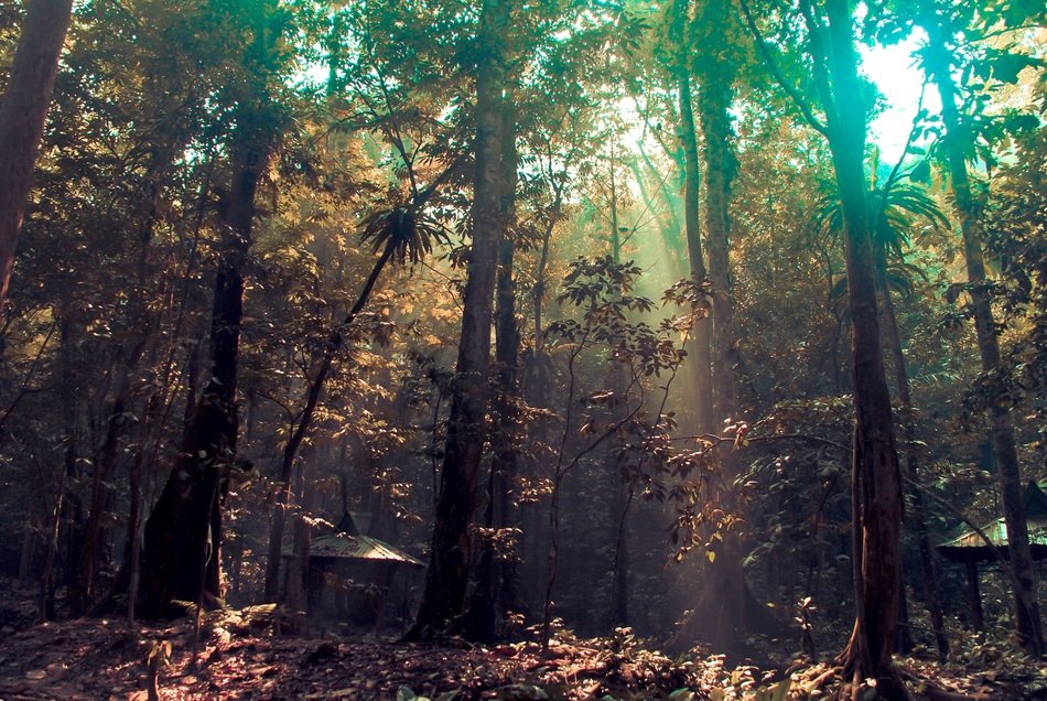 sunbeams in the jungle