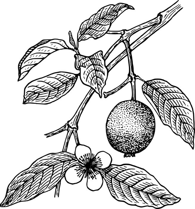 Beautiful black and white drawing of the guava plants