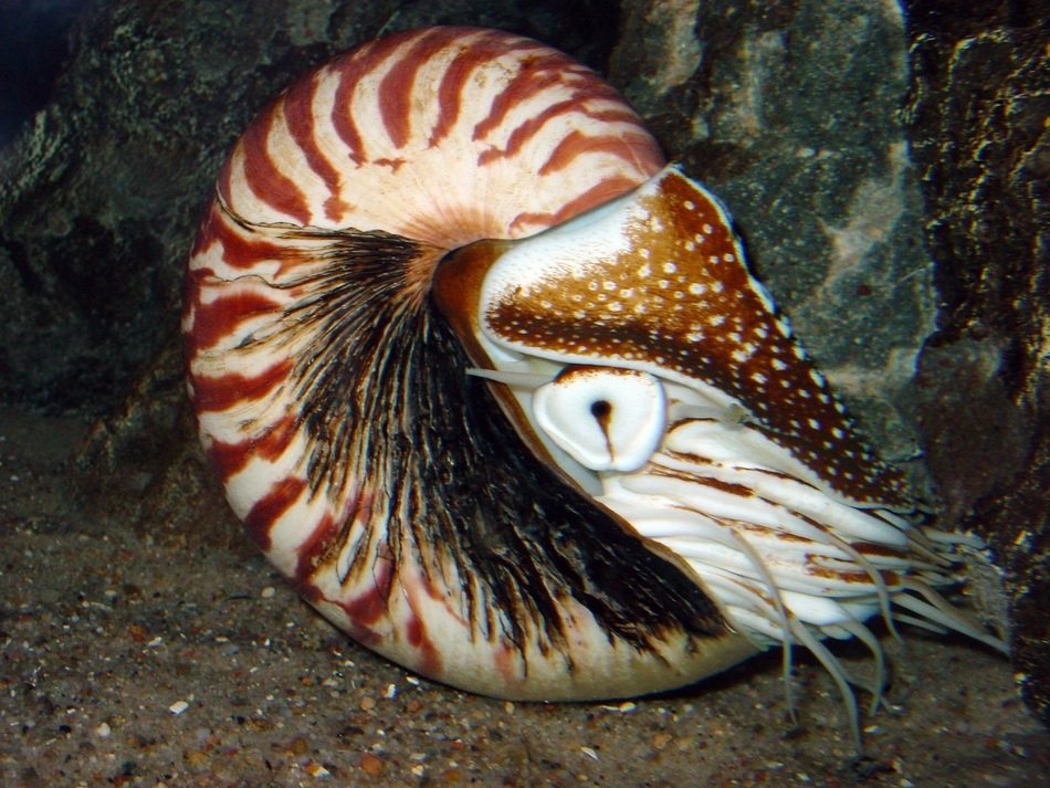 Picture of the ocean creature