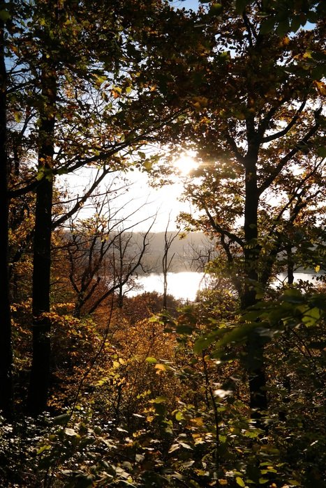 sunny day in an autumn forest