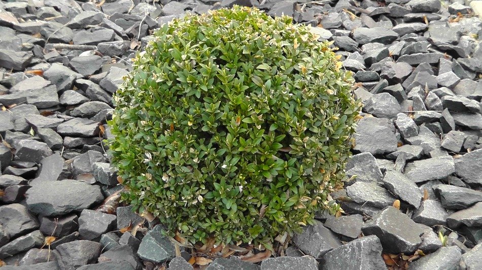 Bush in the rocks