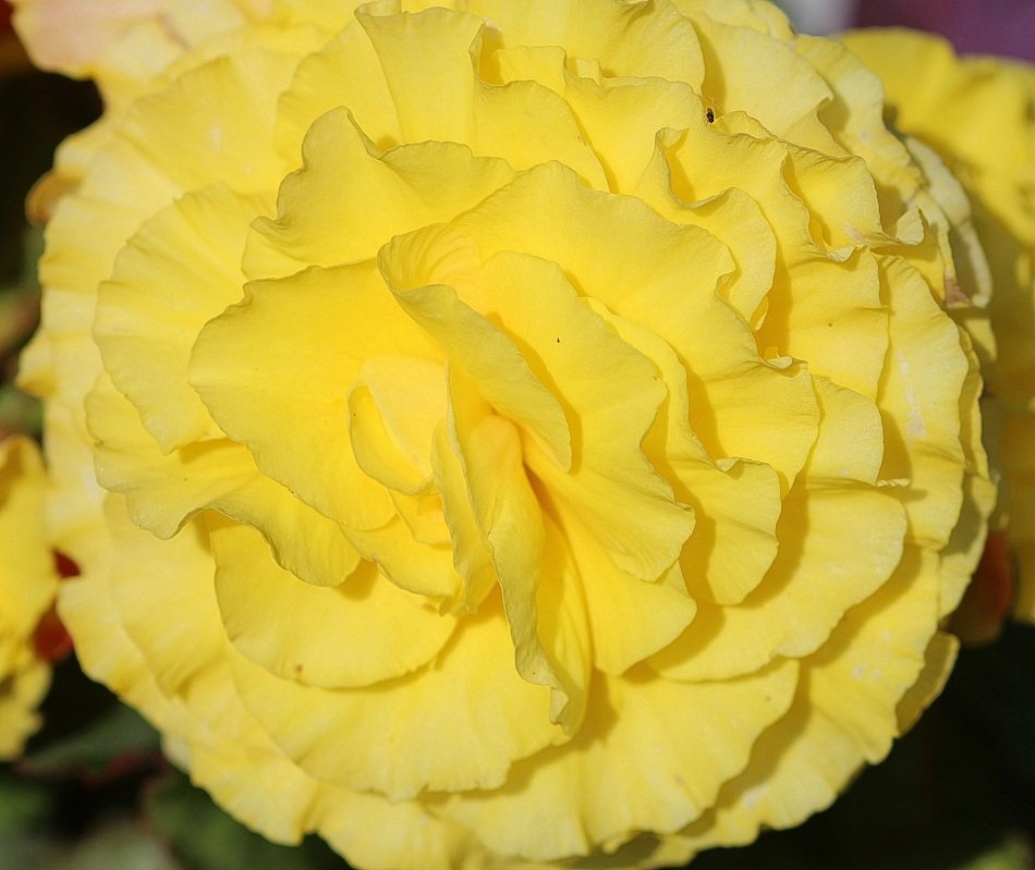 yellow begonia flower