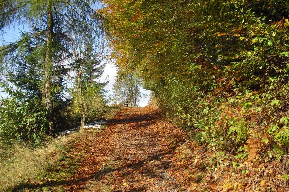 forest path through the hills in the forest