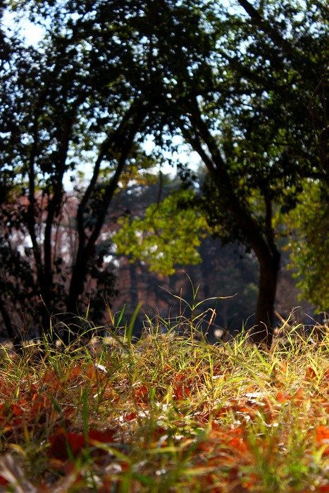 grass in the park in the bright sun