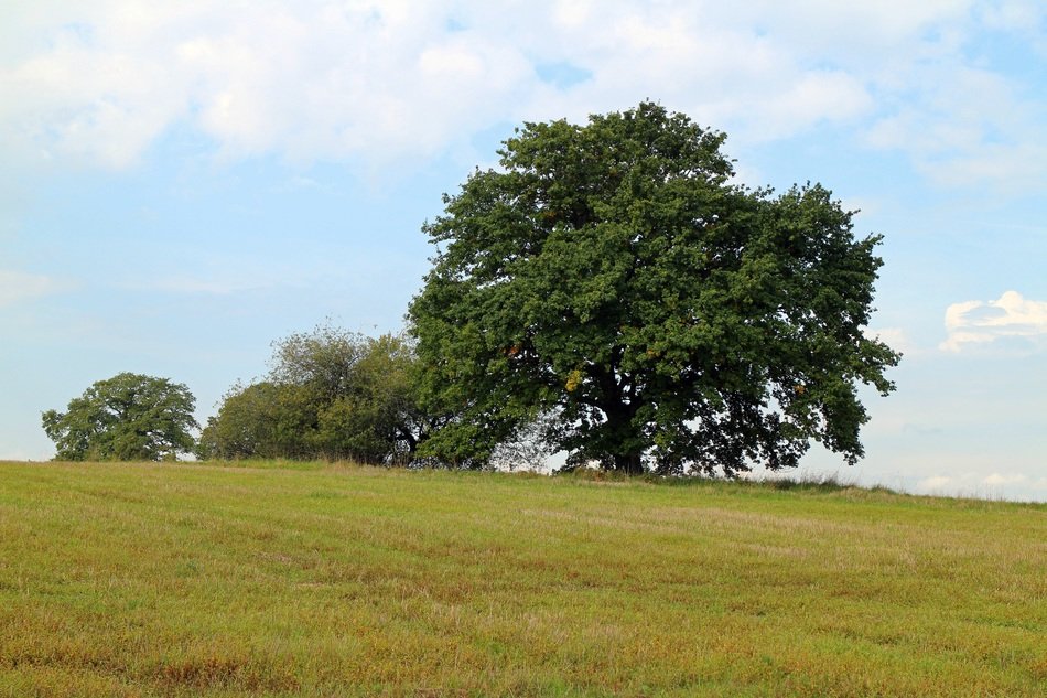 Picture of the trees on a meadow
