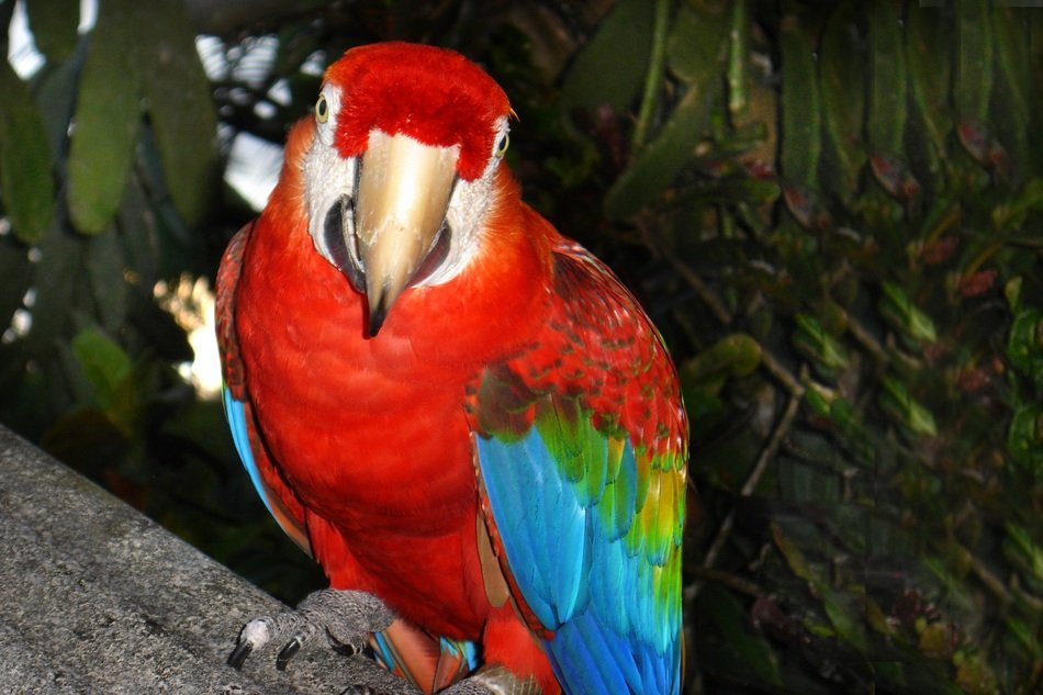 colorful macaw is a tropic bird