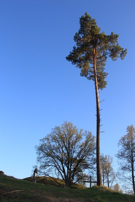 scots pine tree at sky