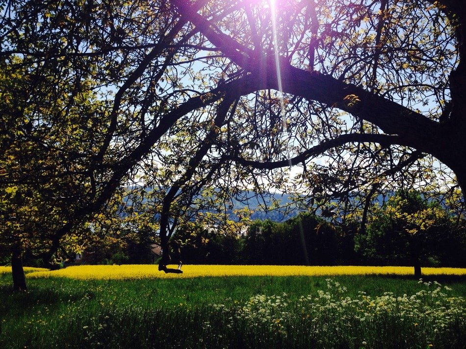 field of bright rape in the forest