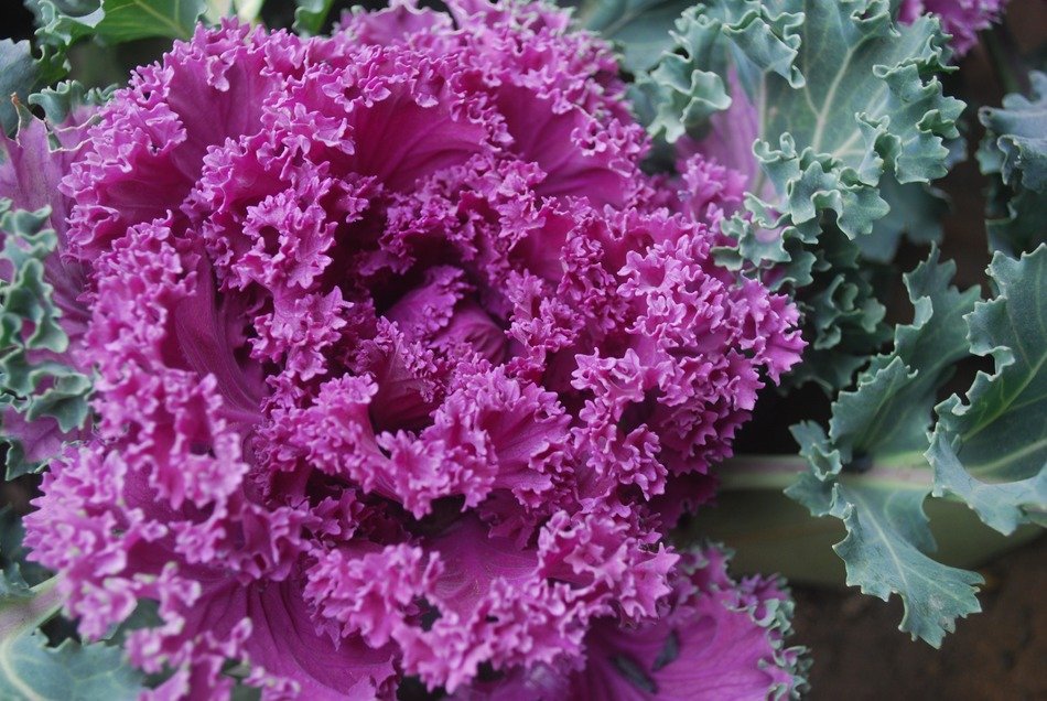 Purple and green cabbage