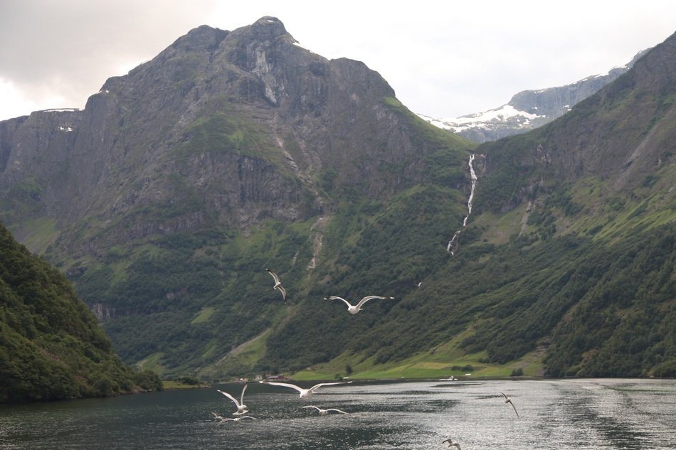 seagulls flying over fjord in norway