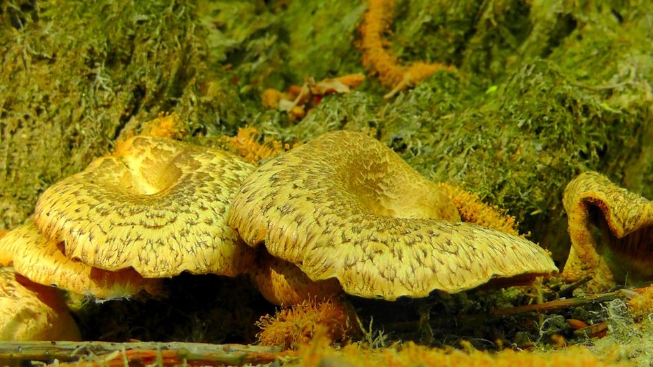 armillaria mellea mushrooms in forest