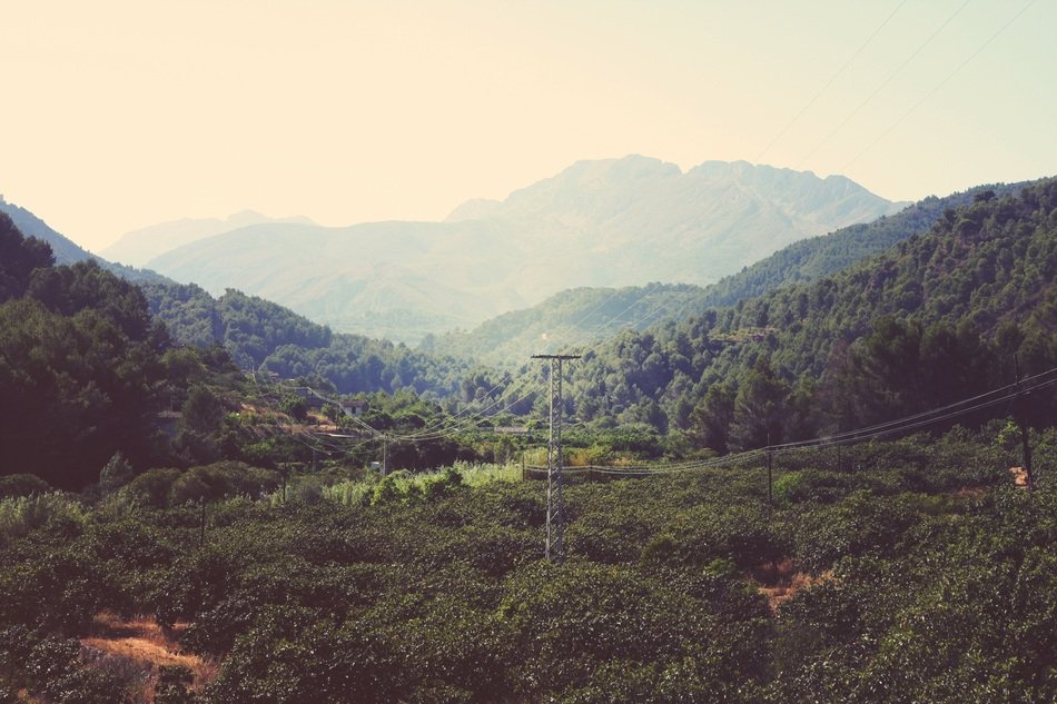 trees in the valley