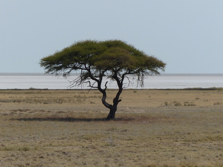 small tree in the middle of the beach