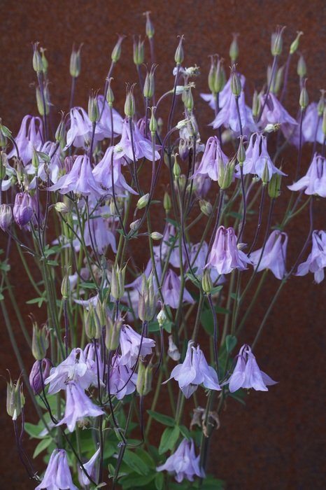 blue columbine flowers in summer