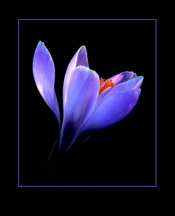 purple crocus flower as a picture on black