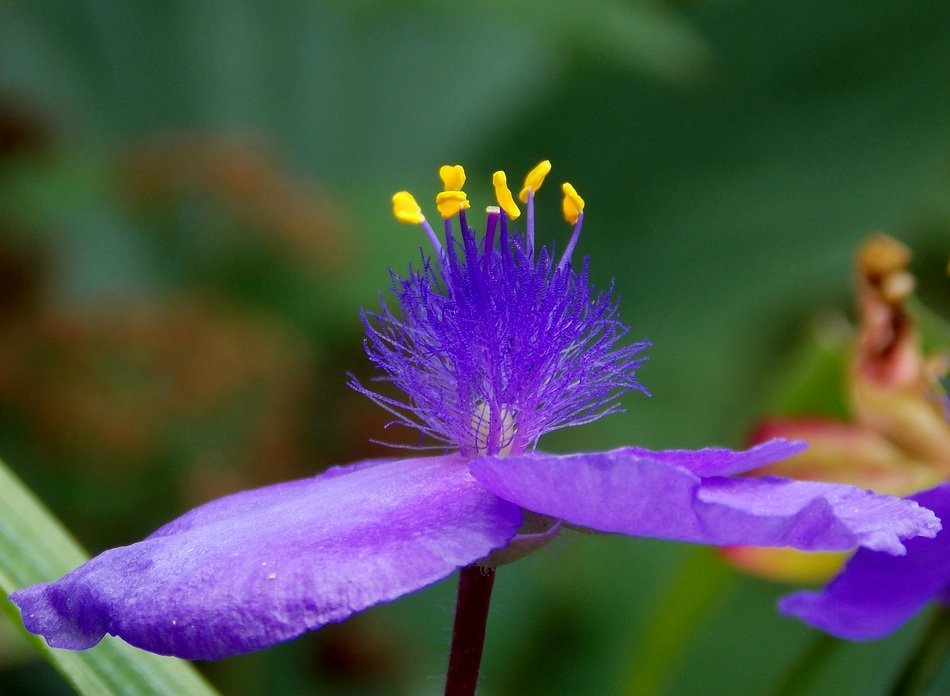 three master flower
