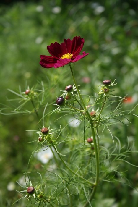 cosmos is a summer flower