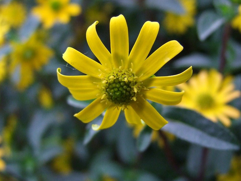 macro photo of yellow hussar flower