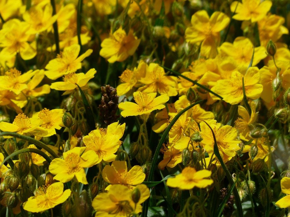Helianthemum alpestre