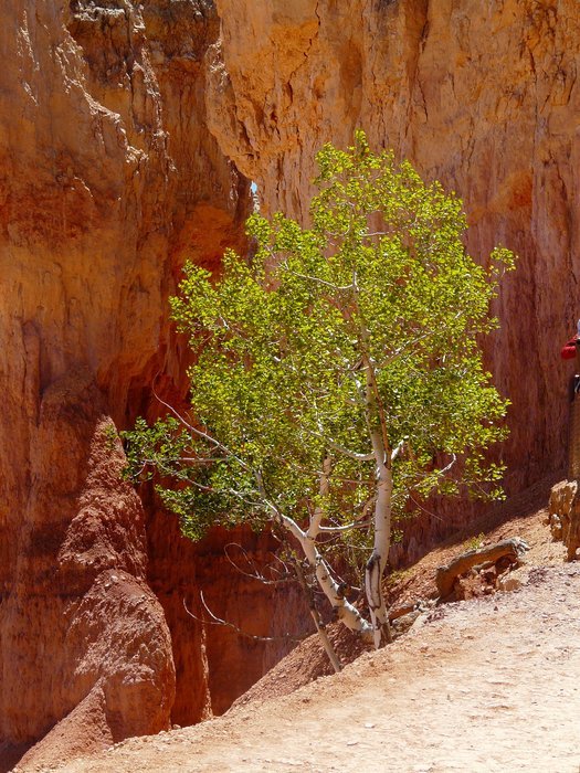 lonely tree on a plateau in Bryce Canyon