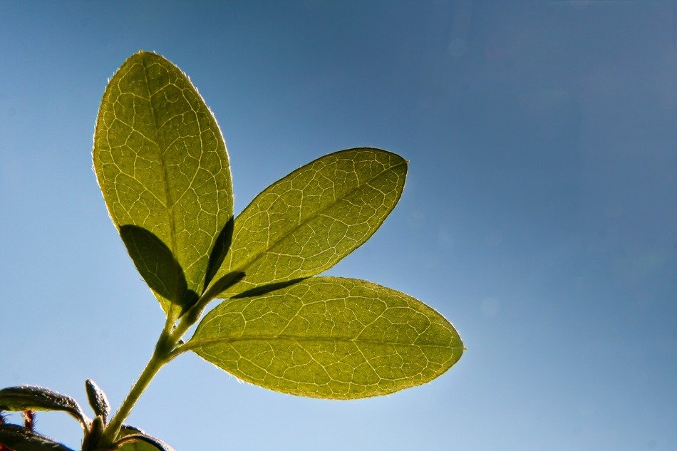 plant with green leaves on sunny background