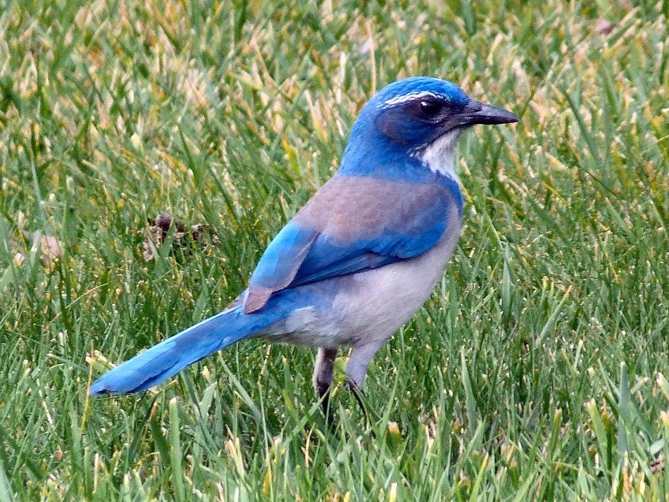 bluebird in nature