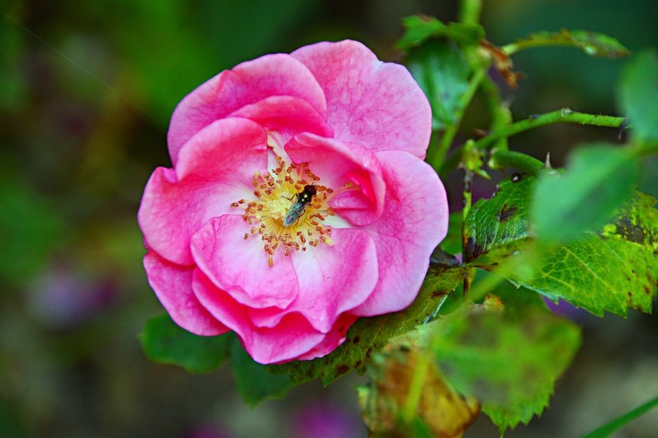 insect in Pink rose bloom