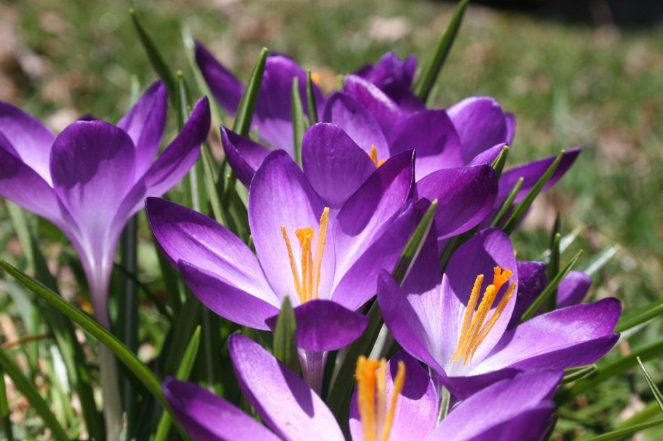 seasonal purple crocus