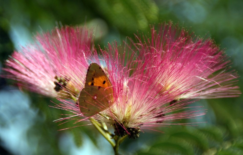 butterfly on a fluffy pink flower