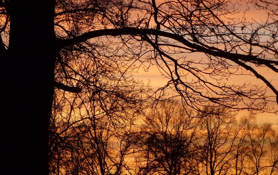 Leafless tree at the sunset