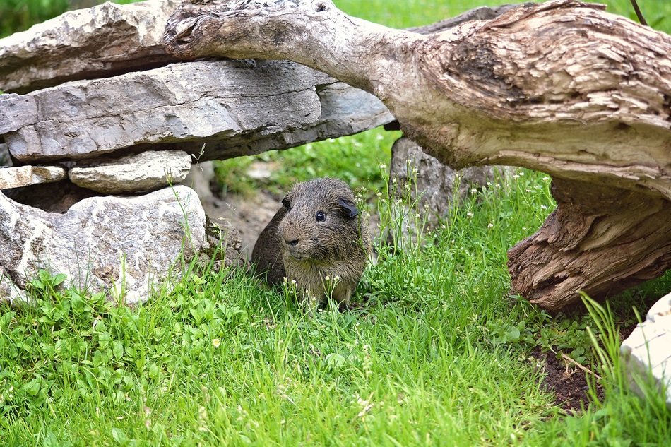 guinea pig under dead tree