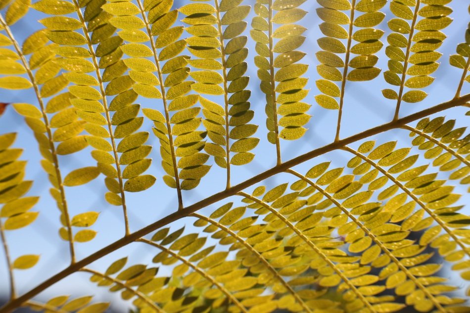 small yellow acacia leaves on a branch