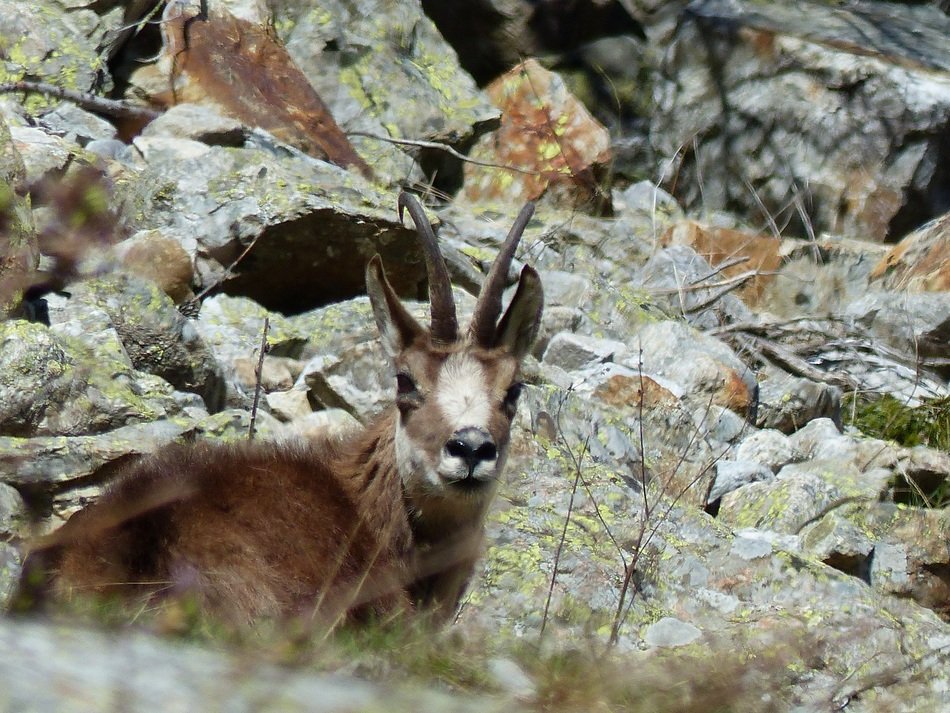 Rupicapra rupicapra or chamois