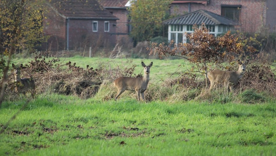 roe deer attention