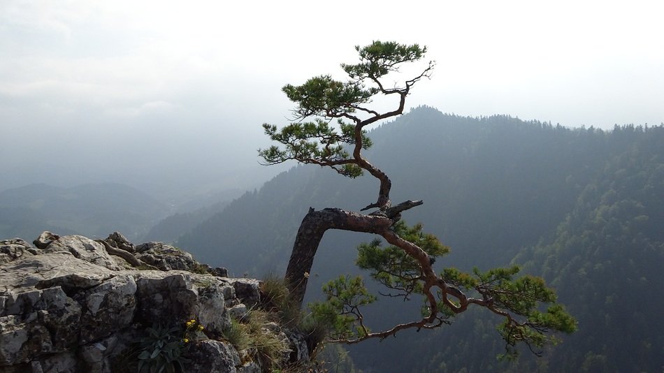 tree on rock in pieniny poland