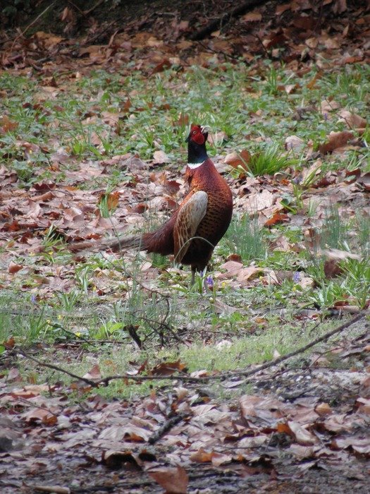 pheasant in the natural environment