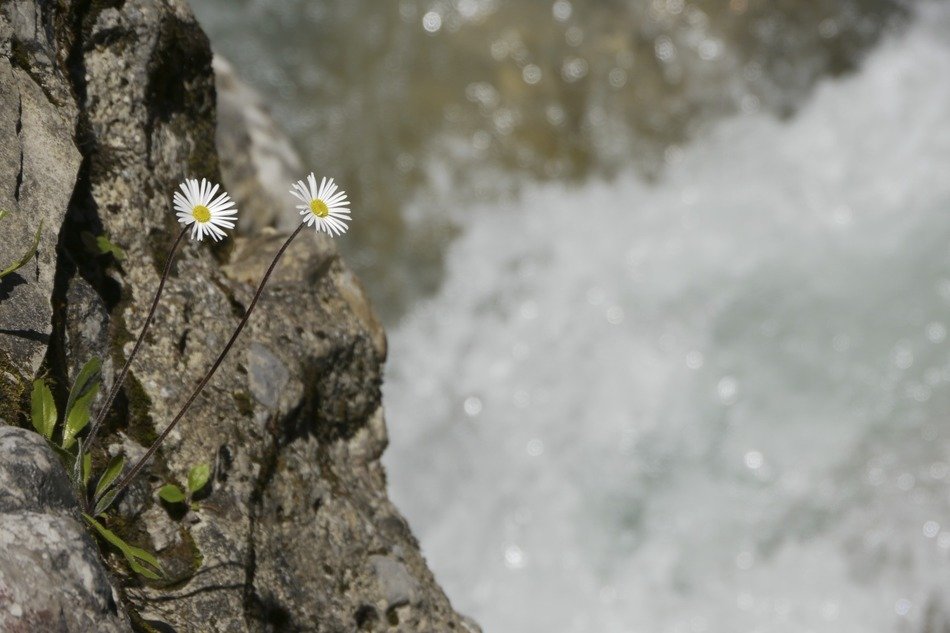 Picture of mountain flowers