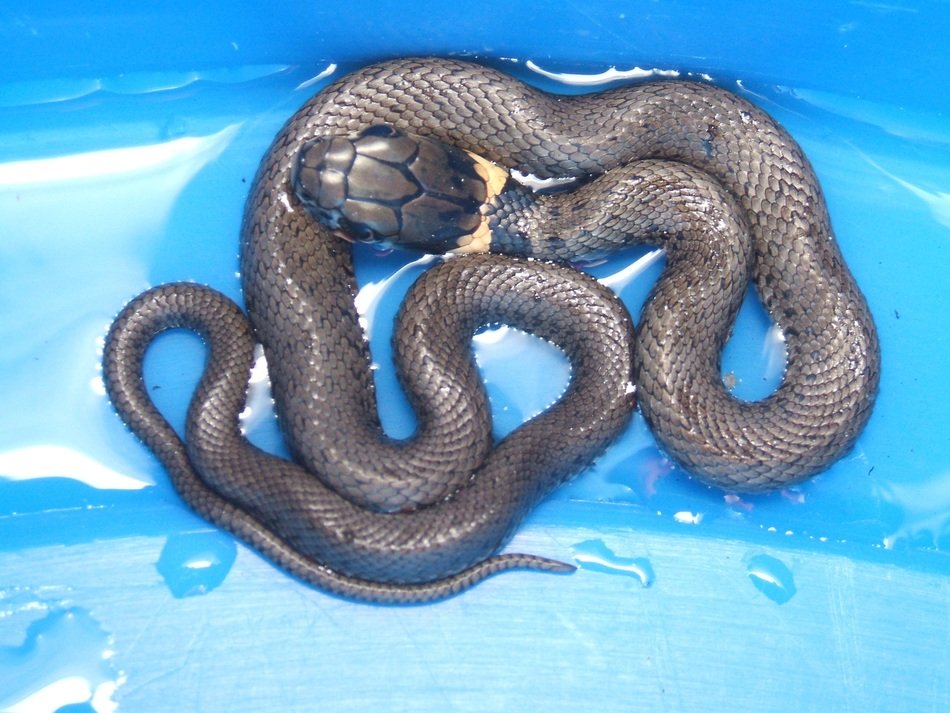 brown snake on blue background view