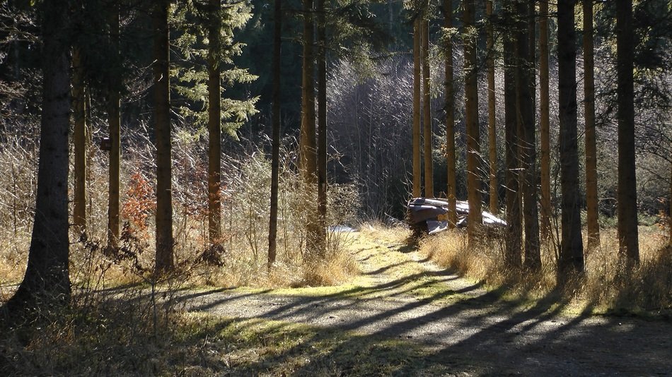 amazing forest path